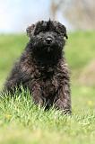 BOUVIER DES FLANDRES 356